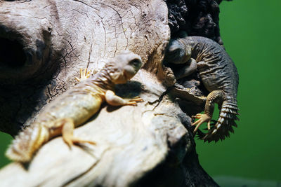 Close-up of crab on tree trunk