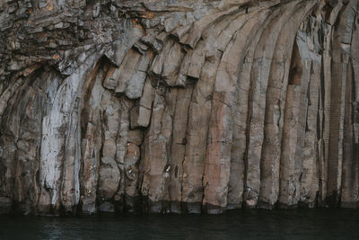 Close-up of tree trunk