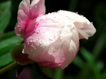 Close-up of wet pink rose flower