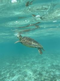 High angle view of turtle swimming in sea