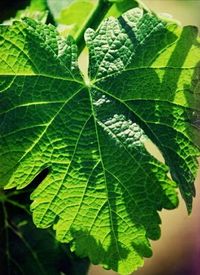 Close-up of leaves