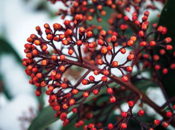 Close-up of berries growing on tree