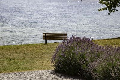 View of bench and purple flowering plants in water