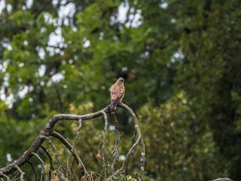 Low angle view of a bird on branch