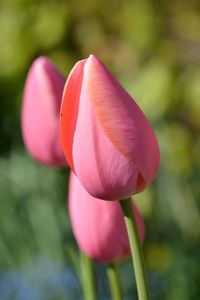 Close-up of pink tulip