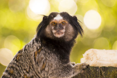 Close-up of monkey