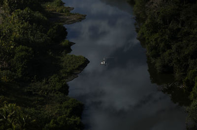 High angle view of trees in forest