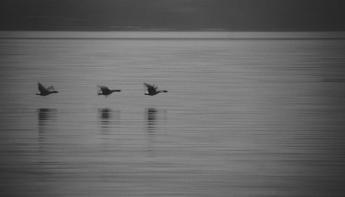 Birds flying over lake