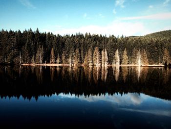 Reflection of trees in calm lake