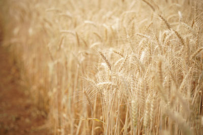 Close-up of stalks in field