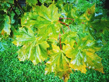 Close-up of maple leaf