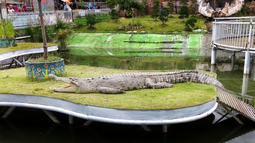 Close-up of crocodile sunbathing in the zoo park