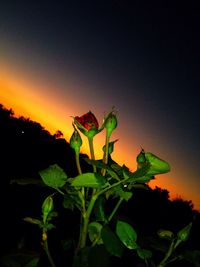 Plant against sky at night