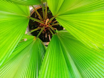 Close-up of palm leaves