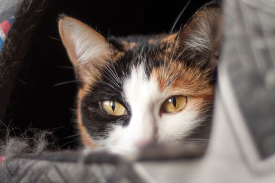 Close-up portrait of a cat