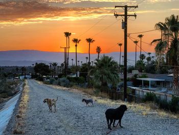 Horses on landscape against sky during sunset