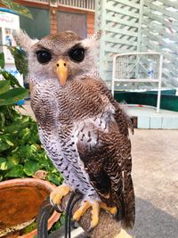 Portrait of owl perching on wood