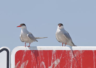 Seagulls perching on a bird against clear sky