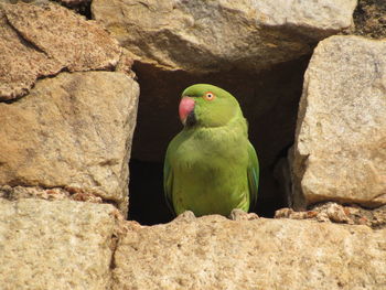 Close-up of parrot perching on rock
