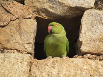 Parrot perching on rock