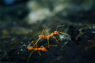 Close-up of ant on rock