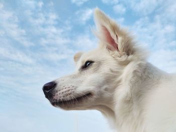 Close-up of dog looking away against sky