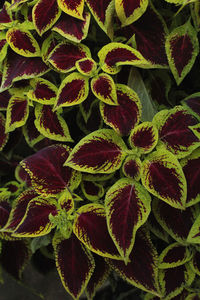 Colourful leaves of painted nettles solenostemon