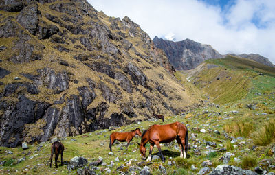 Horses grazing in a field