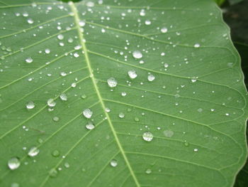 Full frame shot of wet leaves