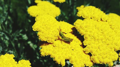 Close-up of insect on yellow flower