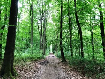 View of trees in the forest