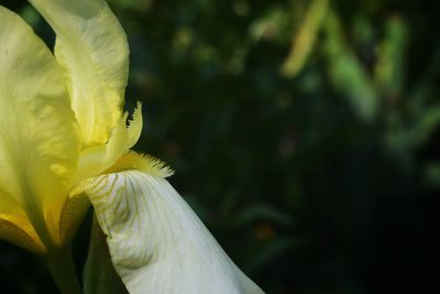 Close-up of yellow flowering plant