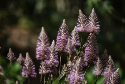 Close-up of pink flowers