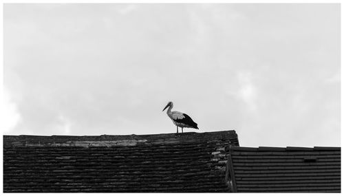 Low angle view of seagull perching on roof against sky