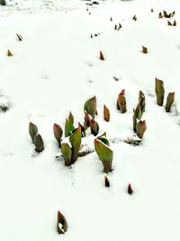 High angle view of sheep on snow