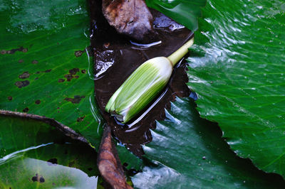High angle view of green leaf in water
