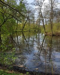 Scenic view of lake in forest