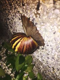 Close-up of snail on plant