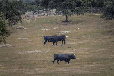 Horses in a field