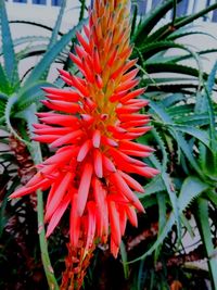 Close-up of red flower