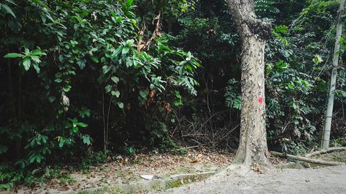 Trees growing in forest