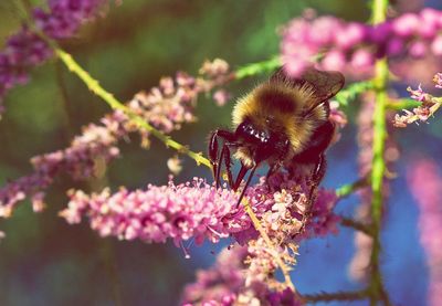 Close-up of honey bee pollinating on pink flower