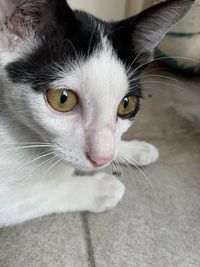 Close-up portrait of a cat