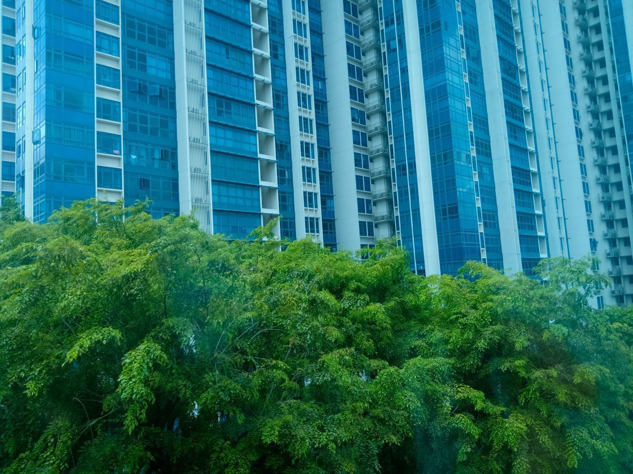 LOW ANGLE VIEW OF TREE BY MODERN BUILDINGS