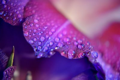 Close-up of wet purple flower