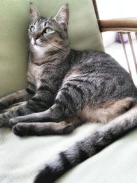 Close-up of a cat looking away