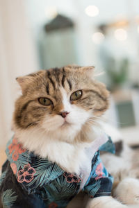 Close-up portrait of a cat