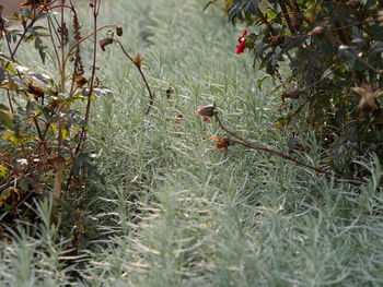 Close-up of grass