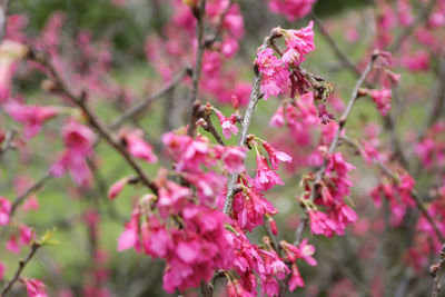 Close-up of pink flowers on branch
