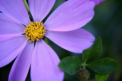 Close-up of pink and purple flower